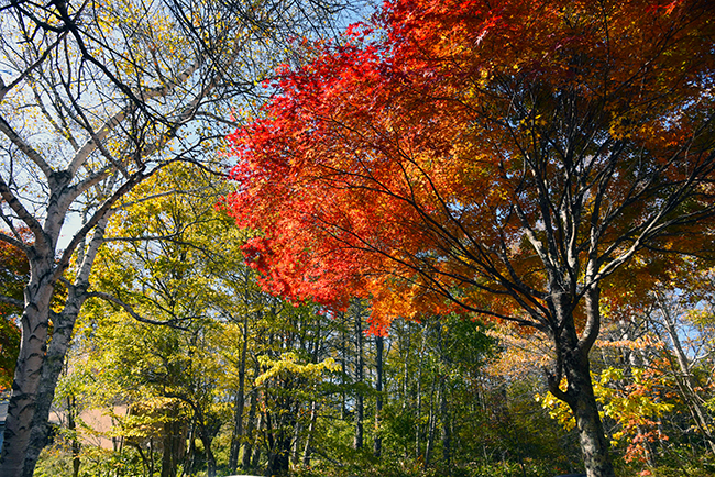 秋の深まりとともに山麓へ下りてくる 蓼科の紅葉 森の音色 蓼科そぞろ話