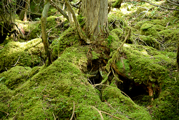 森の精霊が住む神秘的な苔の世界 森の音色 蓼科そぞろ話